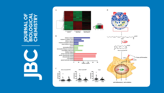 中國科學院上海營養與健康研究院科研人員發現一類新的對動脈粥樣硬化具有保護作用的磷脂氧化產物