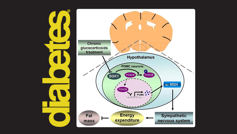 郭非凡研究組發現糖皮質激素引起肥胖的中樞調控機制