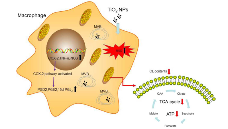 尹慧勇研究組發現二氧化鈦納米顆粒影響巨噬細胞功能和免疫反應的新機制