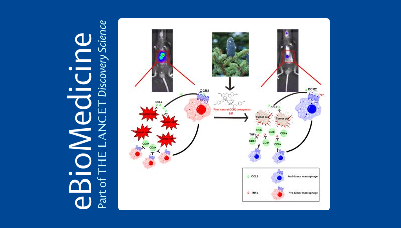 中國科學院上海營養與健康研究院科研人員發現新型天然小分子調節免疫重塑腫瘤微環境治療肝癌