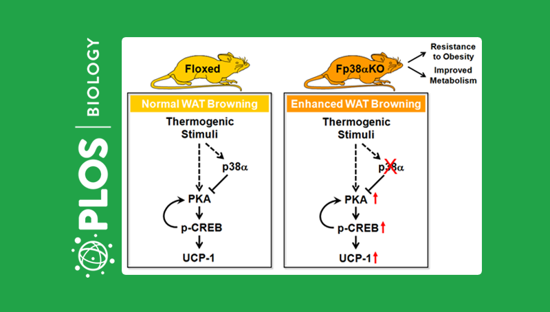 應浩研究組發現p38α在白色脂肪米色化過程中的功能與作用機制