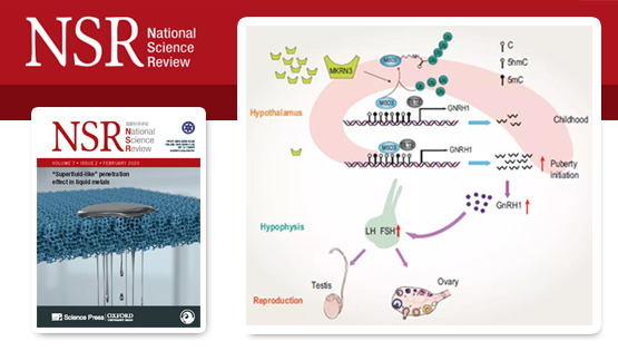 李亦學研究組合作發現泛素信號調控哺乳動物青春期發育起始表觀遺傳學機制以及中樞性性早熟發病機理