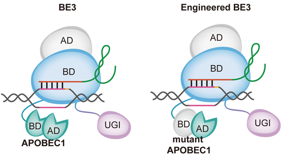 李亦學研究組合作研發出新一代高精度單堿基編輯工具