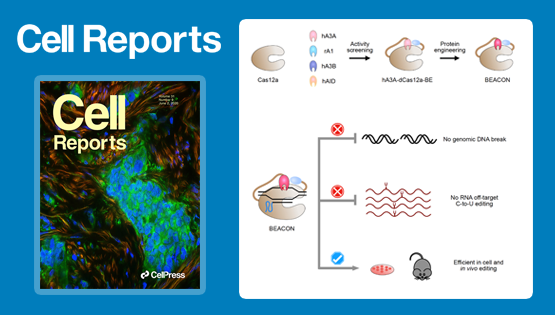 楊力研究組合作開發高效安全的單堿基編輯新系統
