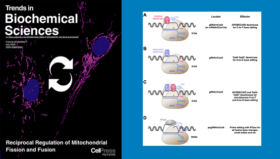 楊力研究員與合作者受邀發表基因編輯技術系統性綜述論文