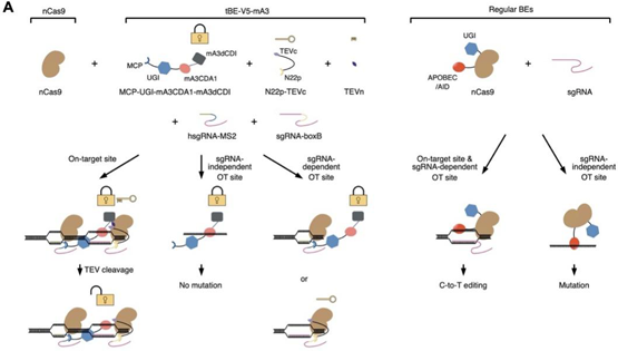 營養與健康所楊力研究組合作開發高精準的變形式堿基編輯新系統