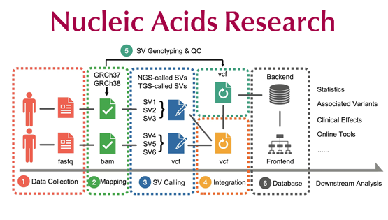 徐書華/張國慶/樊少華團隊合作發(fā)布人類基因組結(jié)構(gòu)變異數(shù)據(jù)庫和計算分析平臺PGG.SV