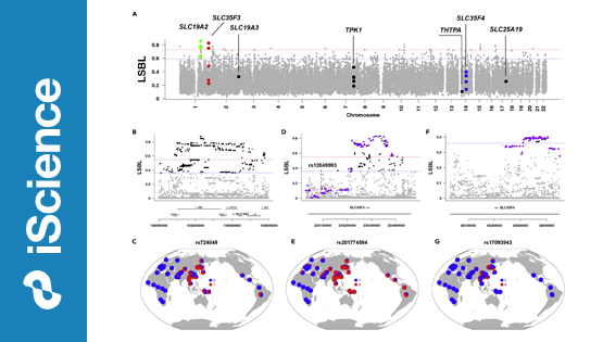 營養(yǎng)與健康所解析維生素B1代謝基因在東亞人群中的適應(yīng)性進化