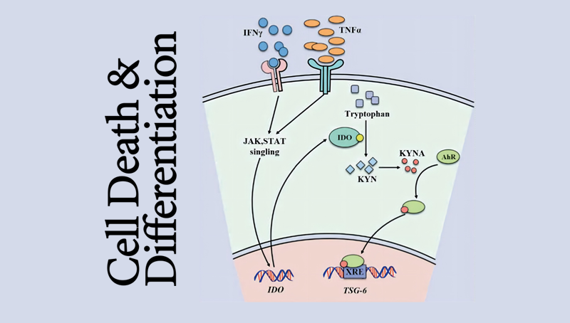 時玉舫研究組發現間充質干細胞免疫調節和疾病治療的重要機制