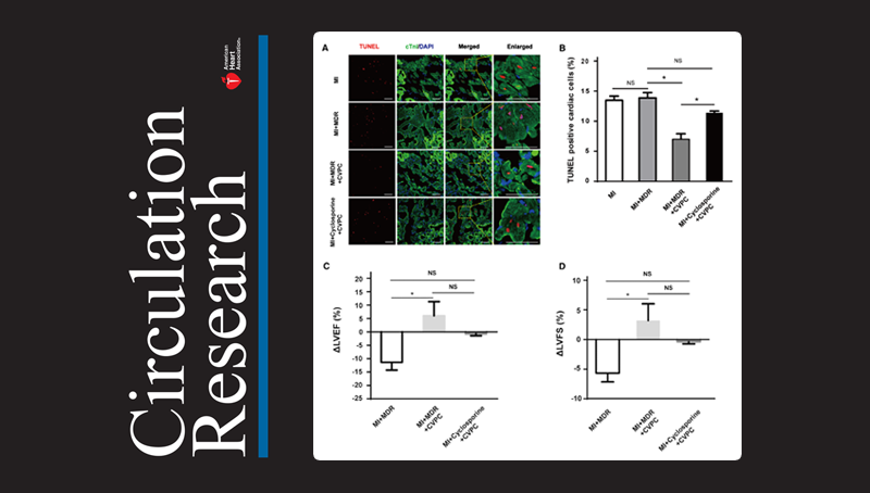 楊黃恬研究組合作揭示人胚胎干細(xì)胞衍生的心血管前體細(xì)胞移植非人靈長類心梗模型后對心臟的保護(hù)作用
