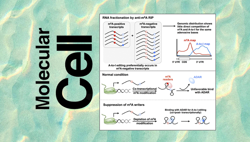 楊力研究組合作發表不同RNA修飾間的互作調控