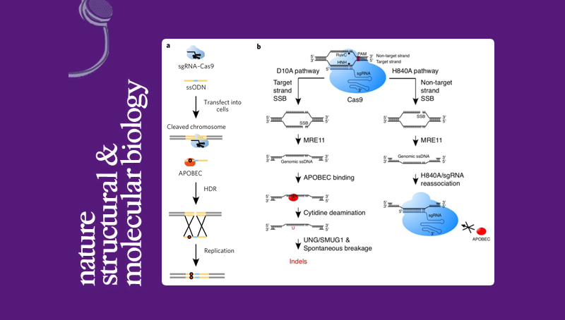 楊力研究組合作揭示APOBEC3介導的DNA修復在CRISPR/Cas9基因編輯過程中產生突變的新機制