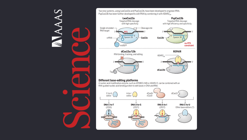 中國科學院上海營養與健康研究院科研人員在<em>Science</em>上發表perspective推薦Cas13系統介導的RNA研究新體系