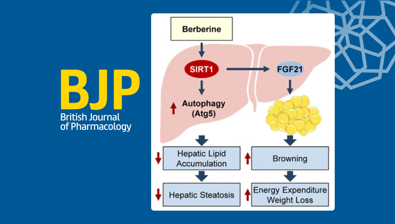 中國科學院上海營養與健康研究院研究人員發現黃連中活性成分小檗堿改善脂肪肝和肥胖的新機制