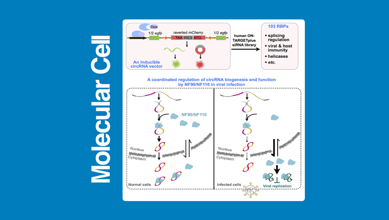 上海生科院(人口健康領域)科研人員合作發現NF90/NF110對環形RNA表達調控和功能作用的新機制