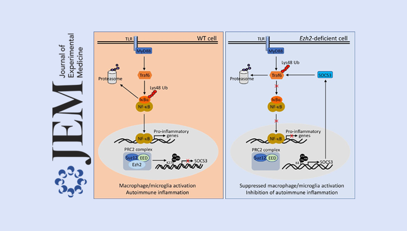 肖意傳/秦駿研究組合作發(fā)現(xiàn)組蛋白甲基轉(zhuǎn)移酶Ezh2調(diào)節(jié)自身免疫性疾病的新機(jī)制