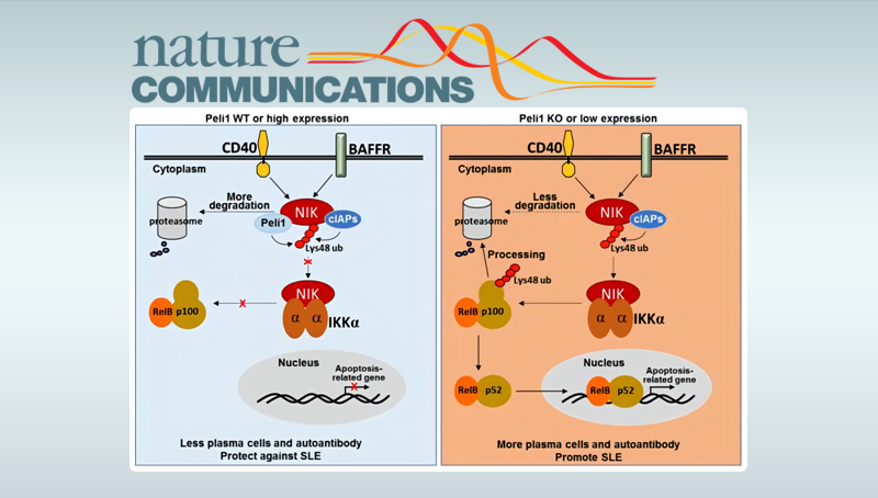肖意傳研究組發(fā)現(xiàn)E3泛素連接酶Peli1在系統(tǒng)性紅斑狼瘡中的功能與作用機(jī)制