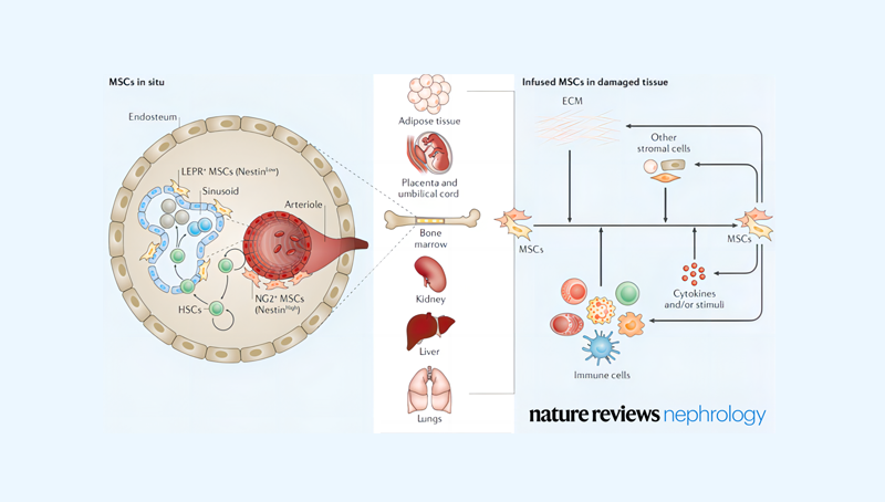 時(shí)玉舫研究組在Nature Reviews Nephrology就炎癥微環(huán)境調(diào)控干細(xì)胞的應(yīng)用和機(jī)制發(fā)表特邀綜述