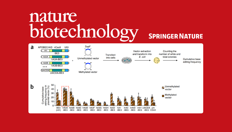 楊力研究組合作開發新型普適堿基編輯器