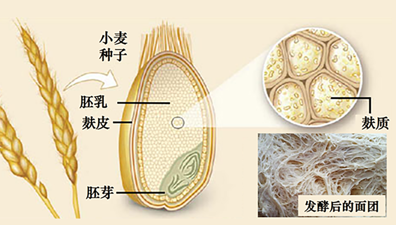 宗耕研究組揭示麩質攝入量與2型糖尿病風險之間的關系