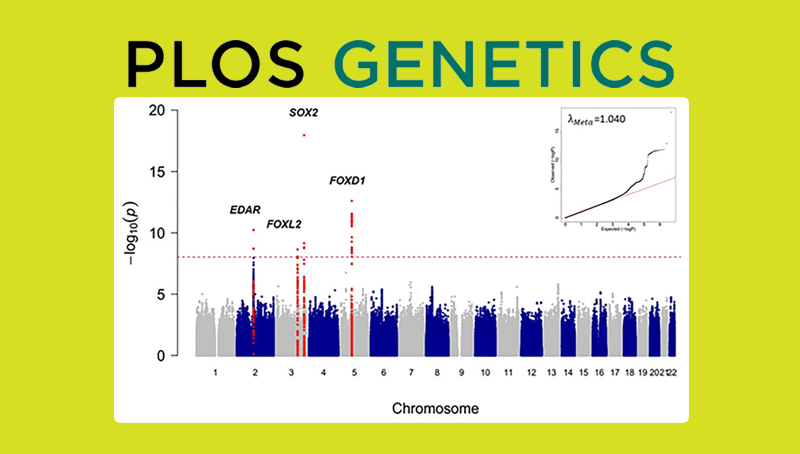 汪思佳研究組揭示影響眉毛濃密程度的遺傳機制