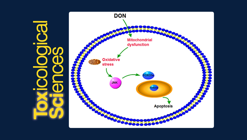 武愛波研究組發現嘔吐毒素致人源性細胞毒性相關的關鍵因子