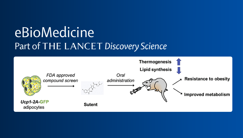 丁秋蓉研究組合作發現新的調控褐色脂肪組織活性的小分子藥物