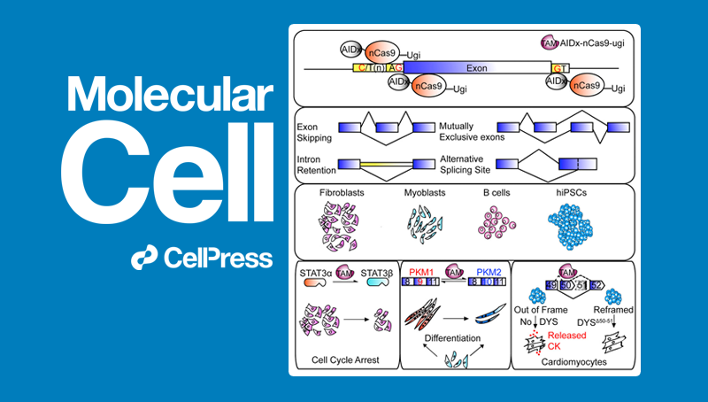 常興研究組發現RNA剪接基因編輯的新方法