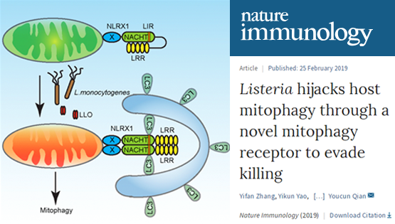 錢友存研究組發(fā)現(xiàn)李斯特菌劫持巨噬細胞線粒體自噬新機制