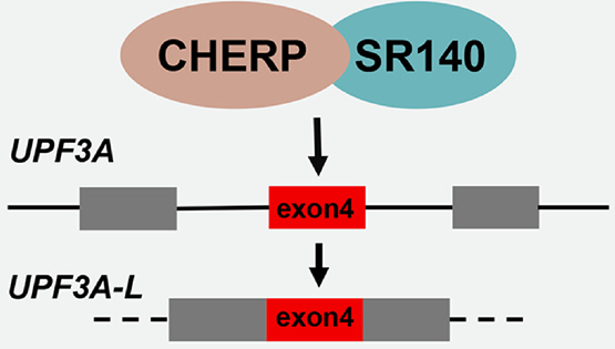 馮英研究組發(fā)現(xiàn)U2相關(guān)剪接蛋白CHERP和SR140在結(jié)直腸癌中的重要功能與機制