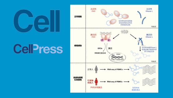 楊力研究組合作揭示環(huán)形RNA在天然免疫過程中的重要功能