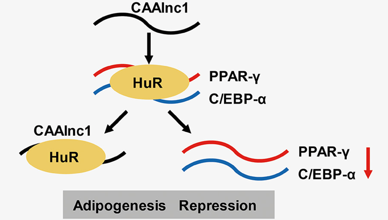 馮英研究組合作發(fā)現(xiàn)lncRNA CAAlnc1調(diào)控癌性惡病質(zhì)脂肪丟失的功能及作用機制