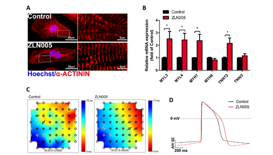 楊黃恬研究組合作發(fā)現(xiàn)小分子化合物ZLN005顯著促進人胚胎干細胞源心肌細胞成熟