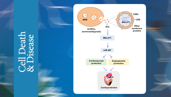楊黃恬研究組揭示人胚胎干細胞衍生心血管前體細胞胞外囊泡的心臟保護作用及機制