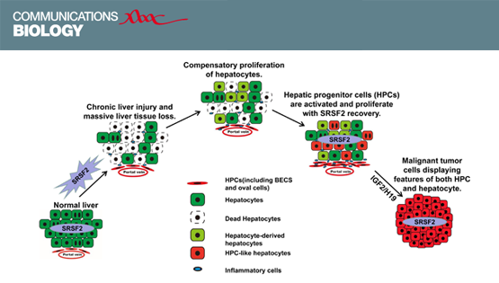 馮英研究組合作發(fā)現(xiàn)小鼠肝臟敲除SRSF2引起肝癌形成的機制