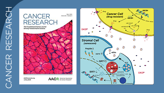 孫宇研究組發(fā)現(xiàn)衰老細胞衍生小胞外囊泡并引發(fā)微環(huán)境中癌細胞獲得性耐藥的關鍵機制