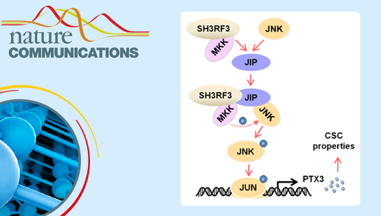 胡國宏研究組發(fā)現(xiàn)乳腺癌腫瘤干細胞調(diào)控新機制
