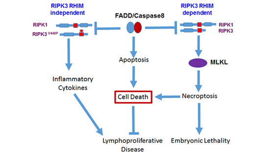 章海兵研究組發(fā)現(xiàn)RIPK3蛋白RHIM結構域調(diào)控細胞死亡和炎癥的新機制