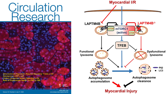 楊黃恬研究組合作發現溶酶體膜蛋白減輕心肌缺血/再灌注損傷的作用和自噬調控新機制