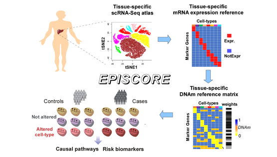 Andrew Teschendorff研究組開發可應用于任意組織類型的表觀基因組單細胞解析算法