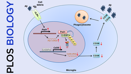 肖意傳研究組合作發現Peli1調控小膠質細胞吞噬功能與AD病理的新機制