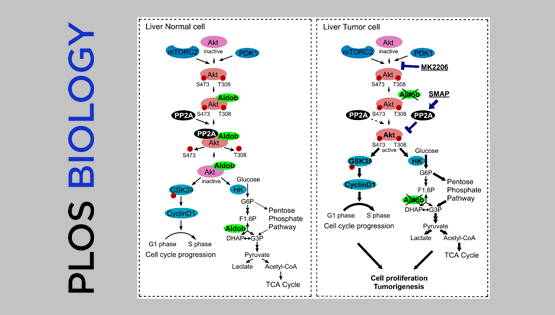 尹慧勇研究組發現果糖-1,6-二磷酸醛縮酶B調控肝癌Akt信號通路新機制