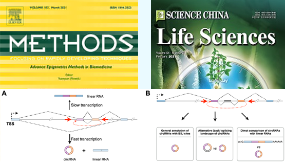 楊力研究組發表環形RNA綜述論文和方法論著文章