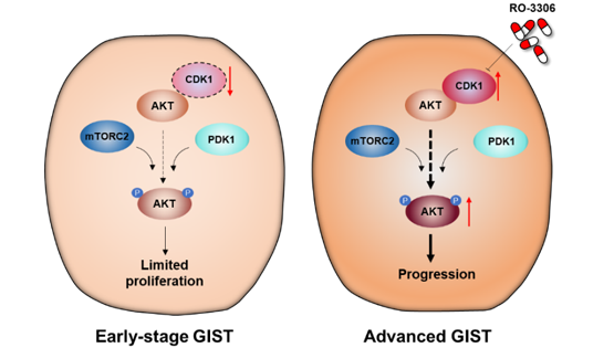 王躍祥研究組發現克服胃腸間質瘤伊馬替尼耐藥的新策略