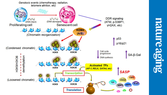 營養與健康所孫宇研究組合作揭示人類衰老細胞空間基因組表觀調控核心機制并繪制衰老相關染色質全局景觀圖譜