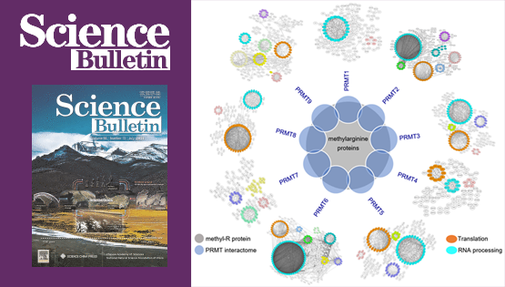 營養與健康所王澤峰研究組發現精氨酸甲基化在RNA剪接和翻譯全局調控中的關鍵作用