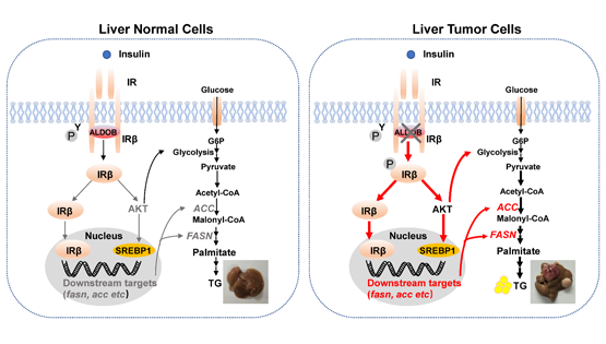 營養與健康所尹慧勇研究組發現果糖-1,6-二磷酸醛縮酶B調控胰島素受體信號通路新機制