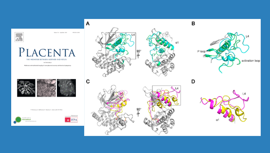 營養與健康所李海鵬研究組合作發現Nrk新外顯子和加速進化對胎盤形成的關鍵作用