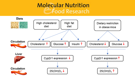 營養與健康所樂穎影研究組揭示肥胖及相關代謝性疾病發生維生素D缺乏的機制