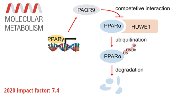 營養與健康所陳雁研究組發現饑餓誘導酮體生成的新型調控機制